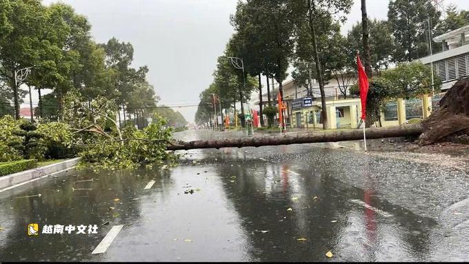 越南暴雨強風颳倒數十棵大樹,砸中兩輛汽車