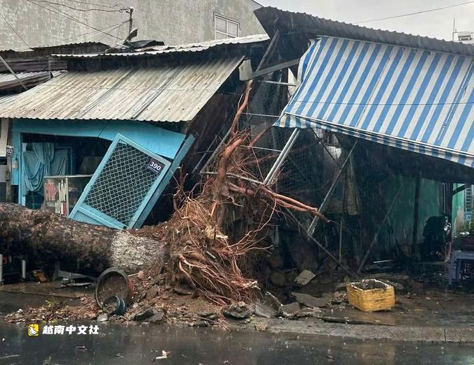 越南暴雨強風颳倒數十棵大樹,砸中兩輛汽車