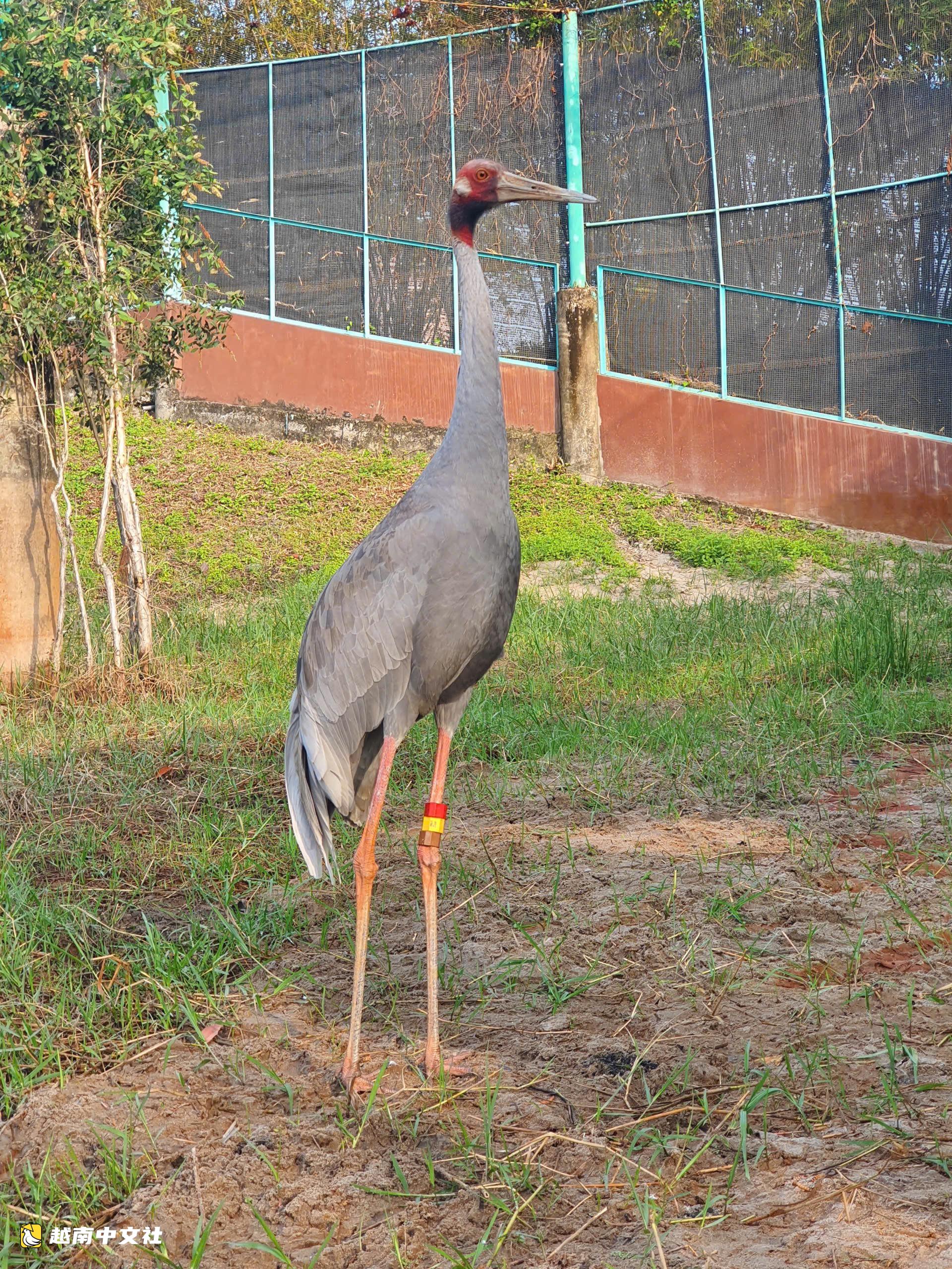同塔省赴泰國迎接第二批紅頸鶴返回竹崗國家公園