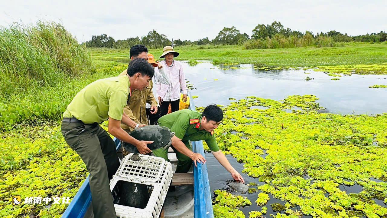 越南500只非法販賣的斑鳩被放歸U Minh Thượng國家公園森林
