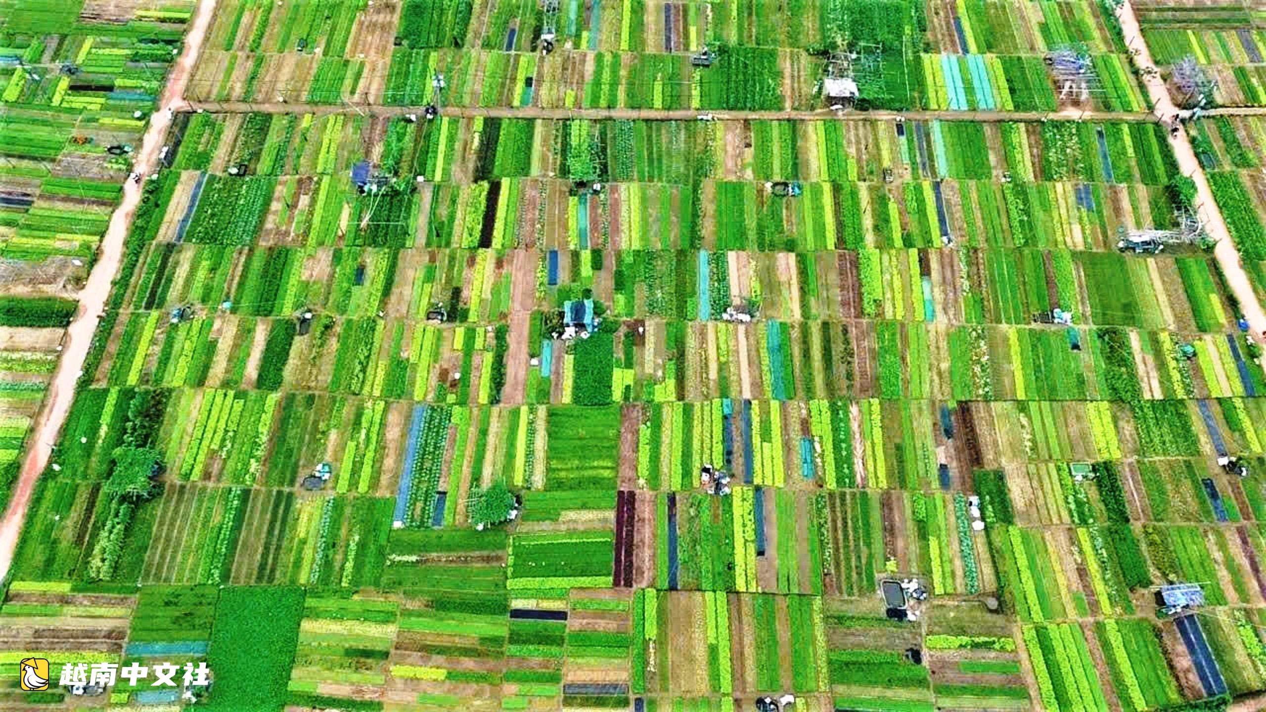 越南會安鄉村的“赤腳旅遊大使”