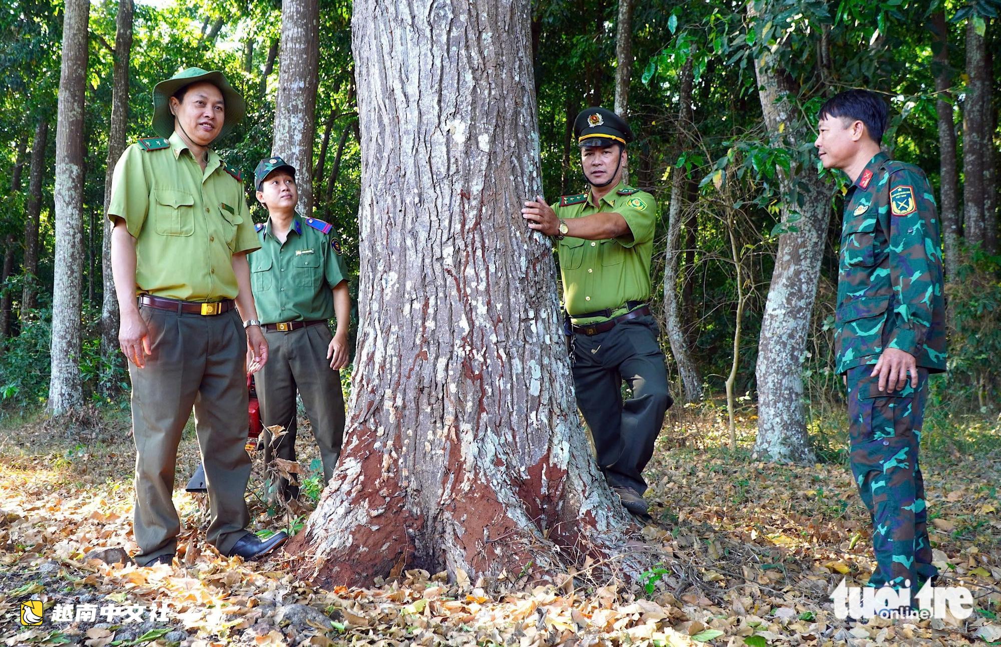 芹耶、春山——兩片和平之林,從胡志明市誕生之日起茁壯成長