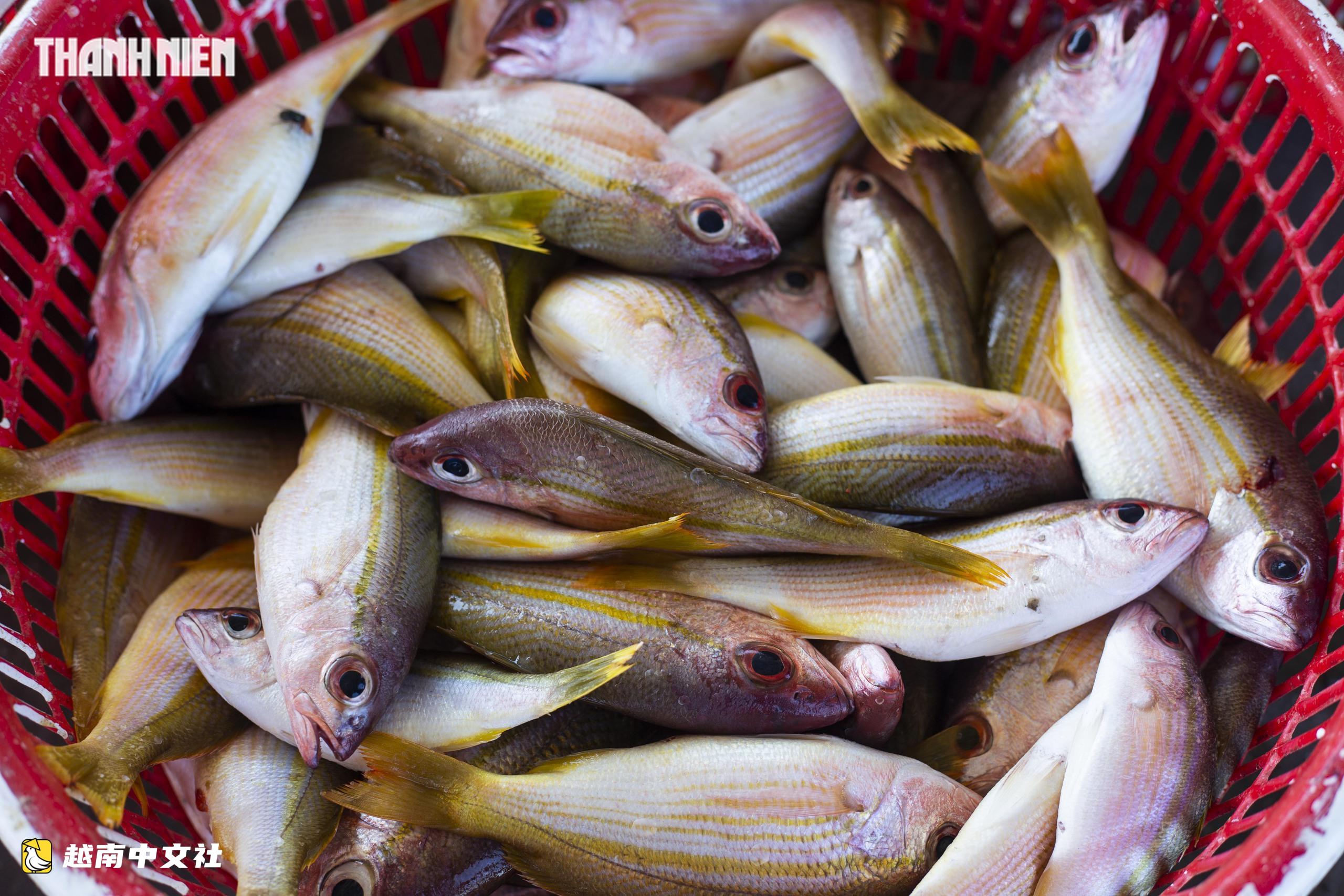 越南Cửa Tùng魚市吸引眾多遊客前來購買新鮮海鮮