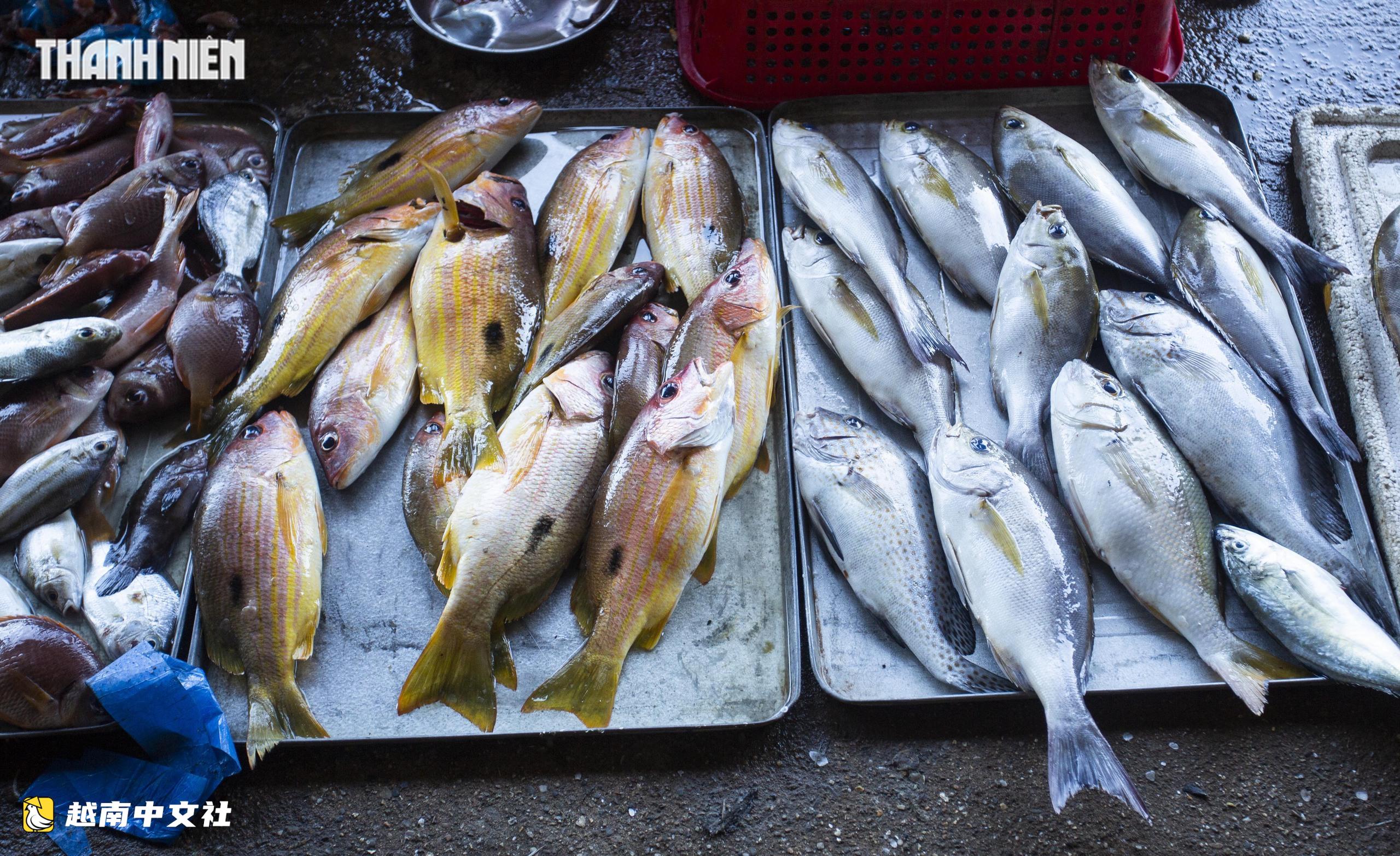 越南Cửa Tùng魚市吸引眾多遊客前來購買新鮮海鮮