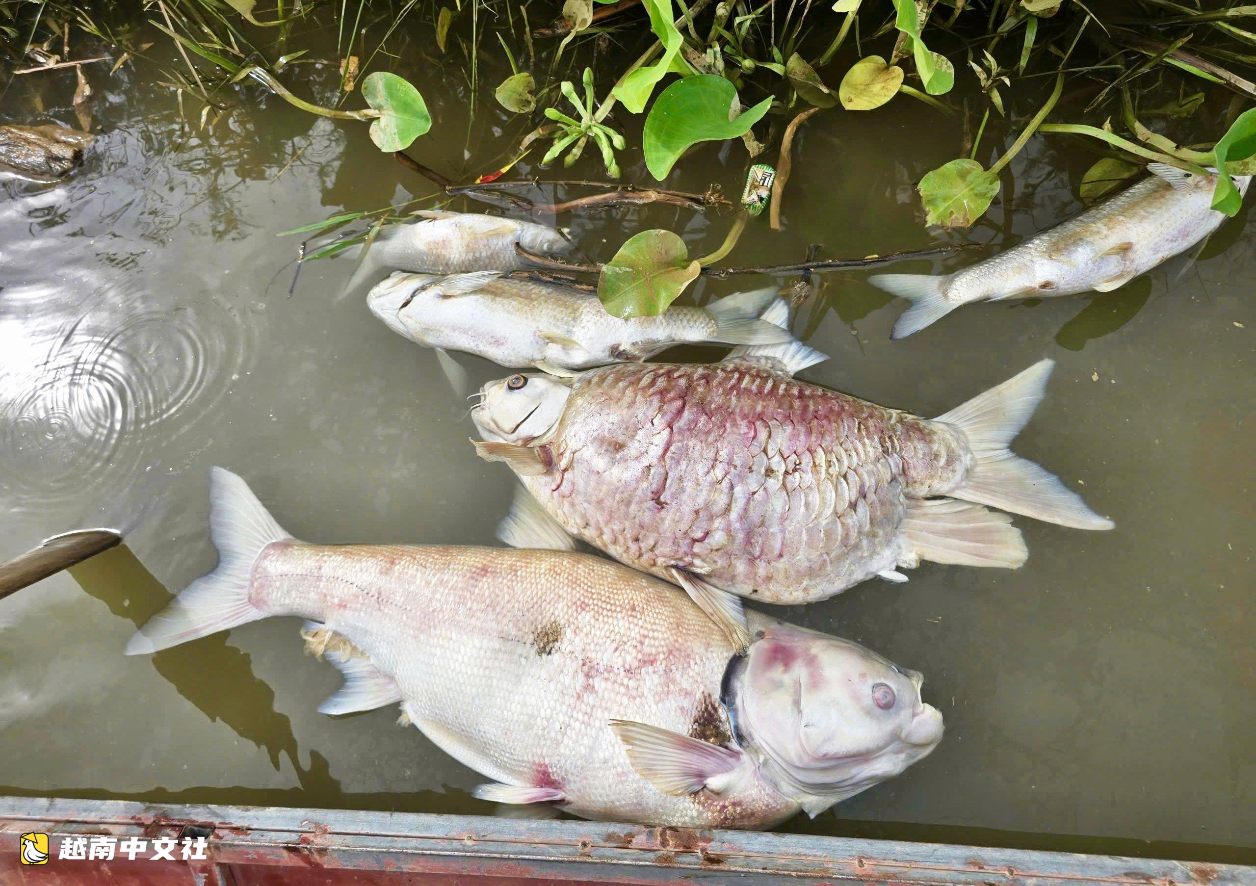 越南宜安省藍江數噸魚死亡,許多家庭瞬間血本無歸