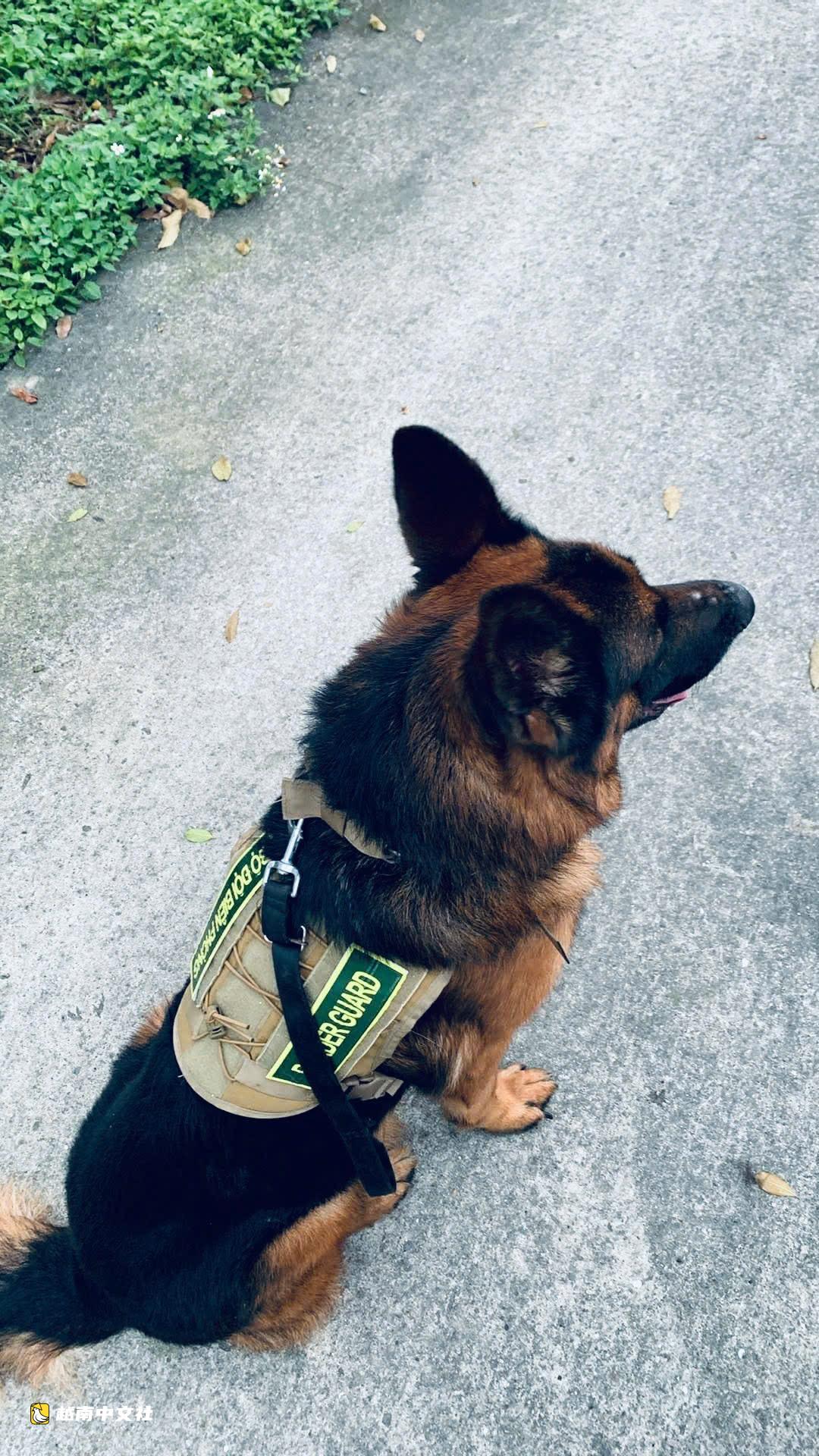 越南搜救犬在委內瑞拉獲得功勳榮譽