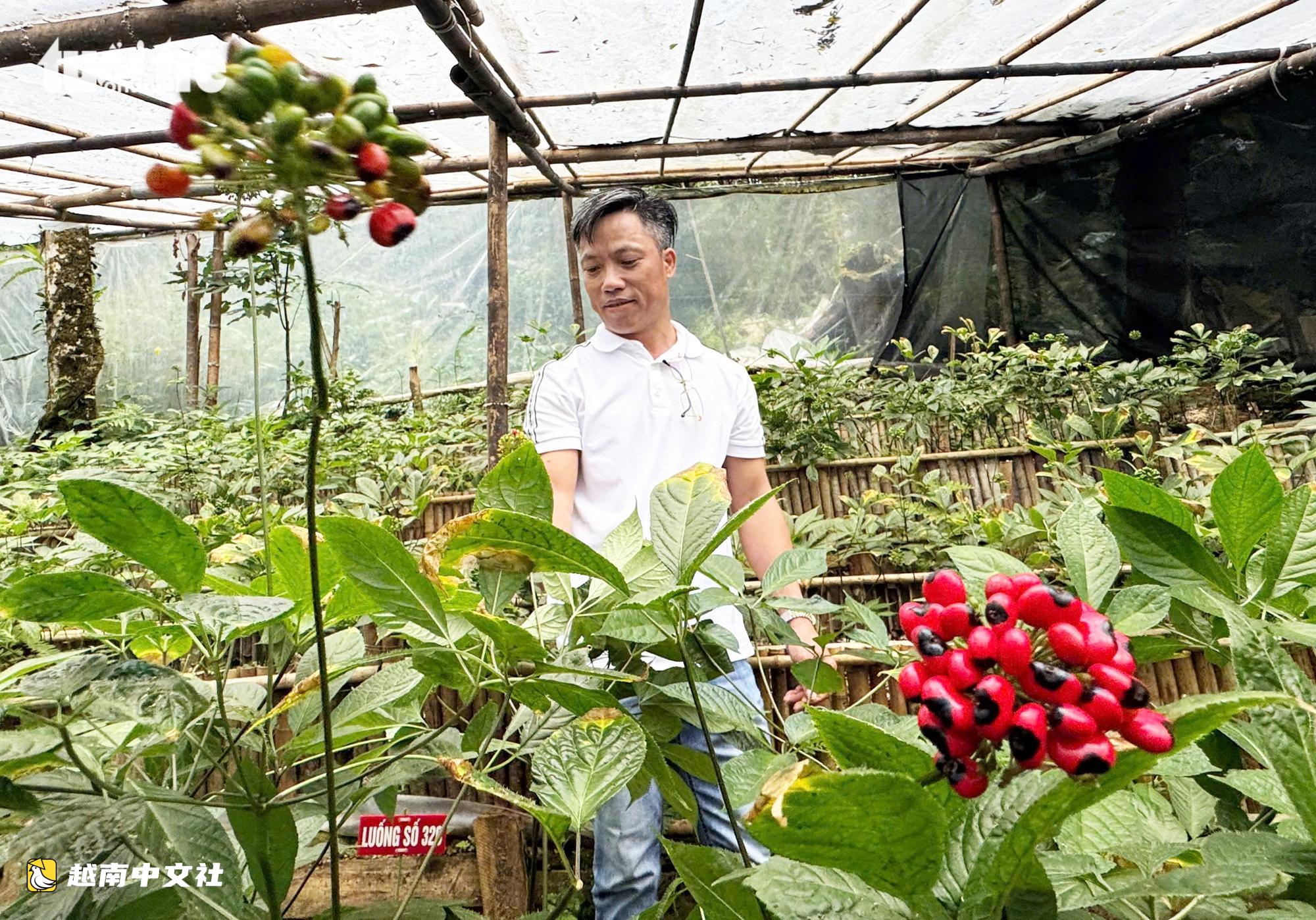 越南國寶玉靈參成熟季節:鮮紅果實掛滿枝頭