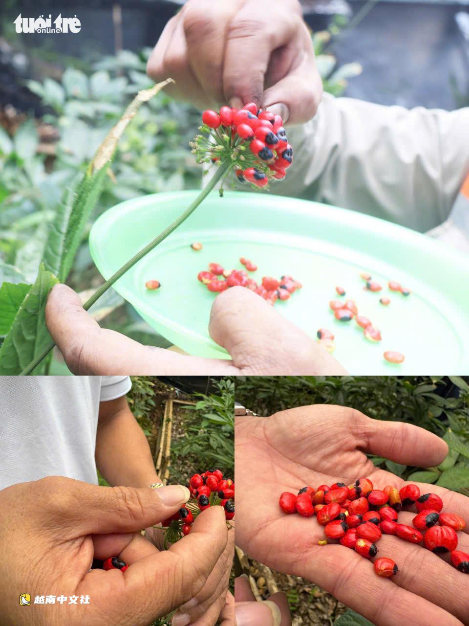 越南國寶玉靈參成熟季節:鮮紅果實掛滿枝頭