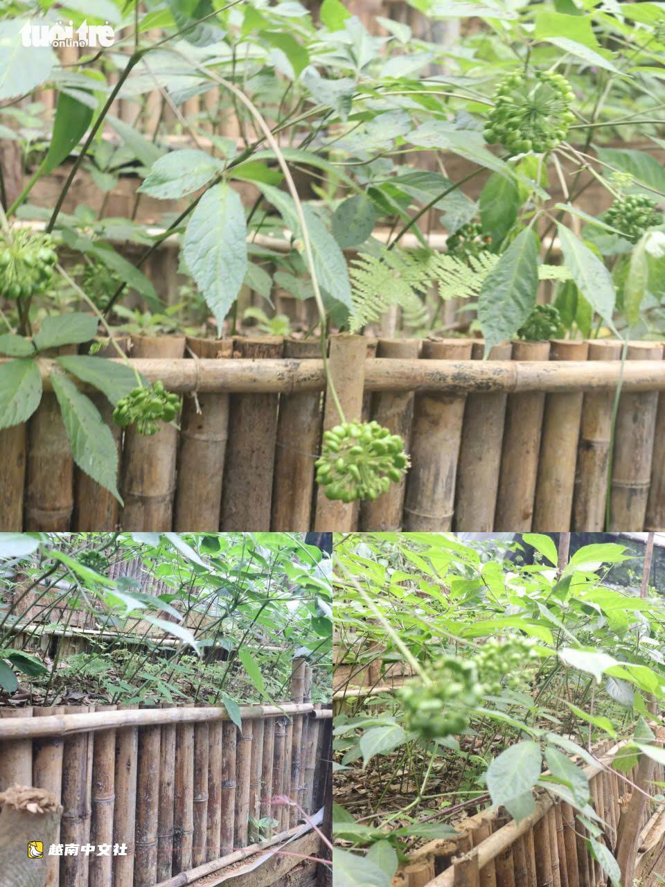 越南國寶玉靈參成熟季節:鮮紅果實掛滿枝頭