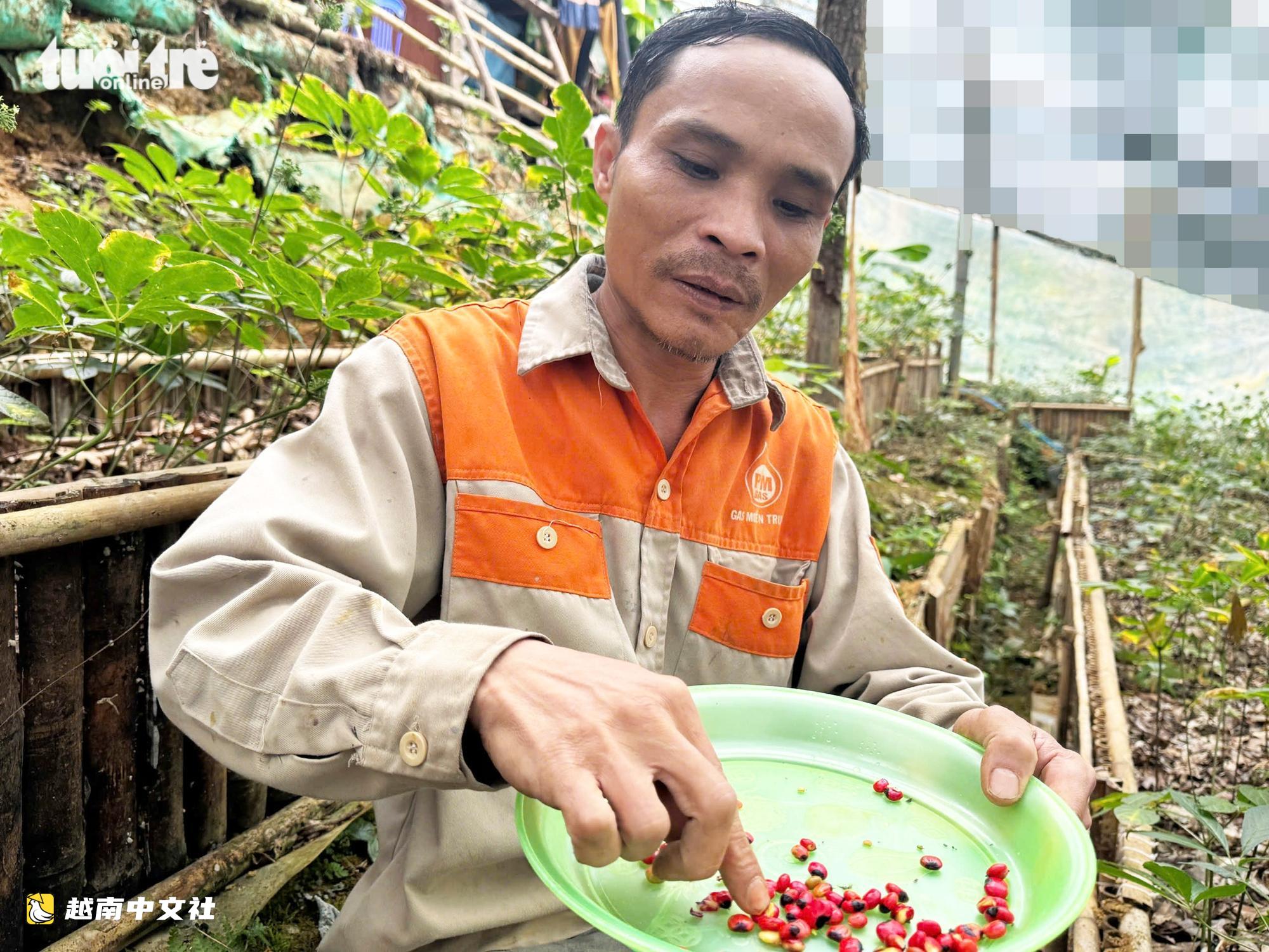 越南國寶玉靈參成熟季節:鮮紅果實掛滿枝頭