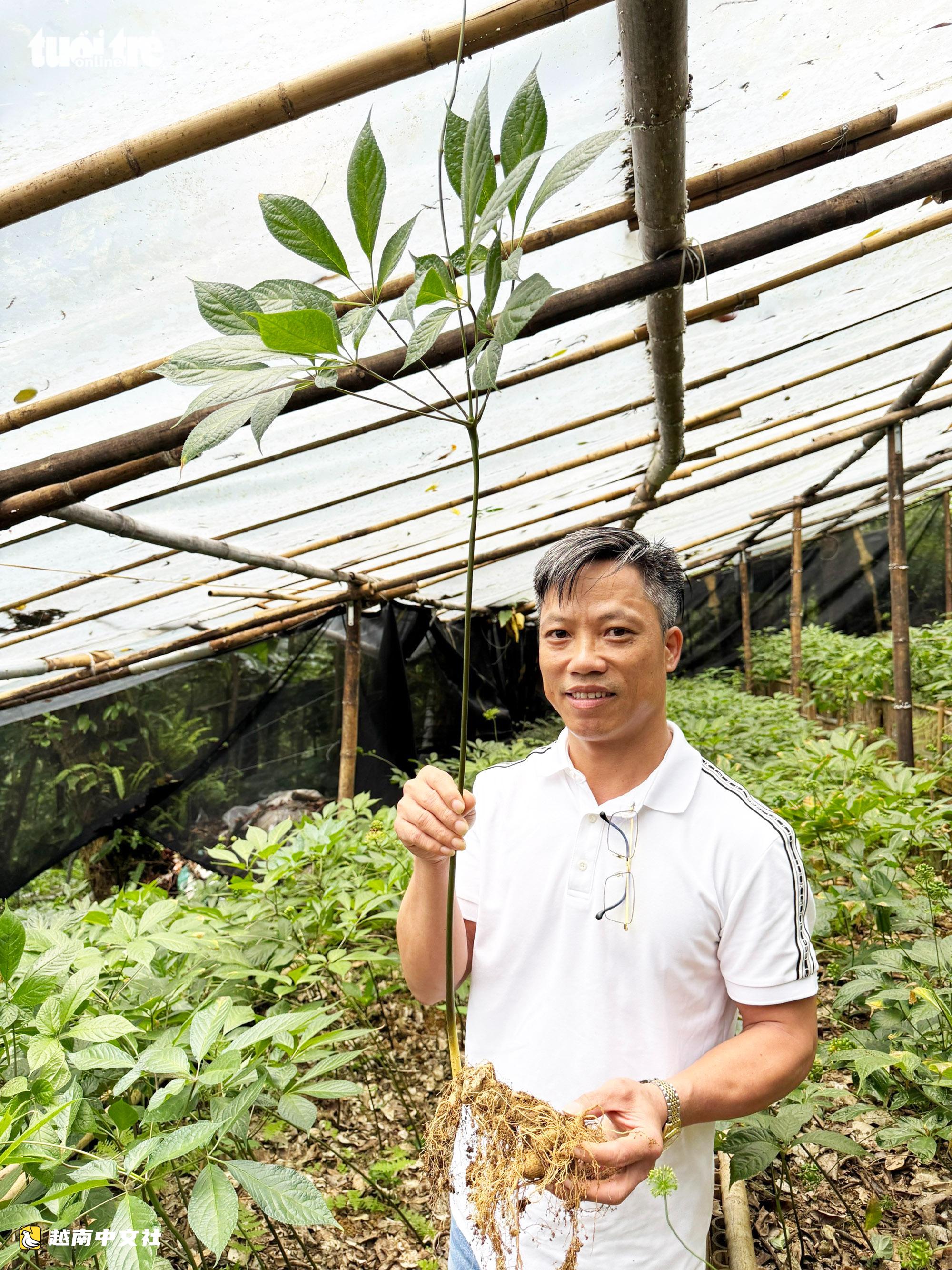 越南國寶玉靈參成熟季節:鮮紅果實掛滿枝頭