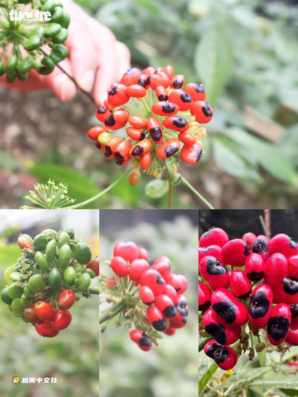 越南國寶玉靈參成熟季節:鮮紅果實掛滿枝頭