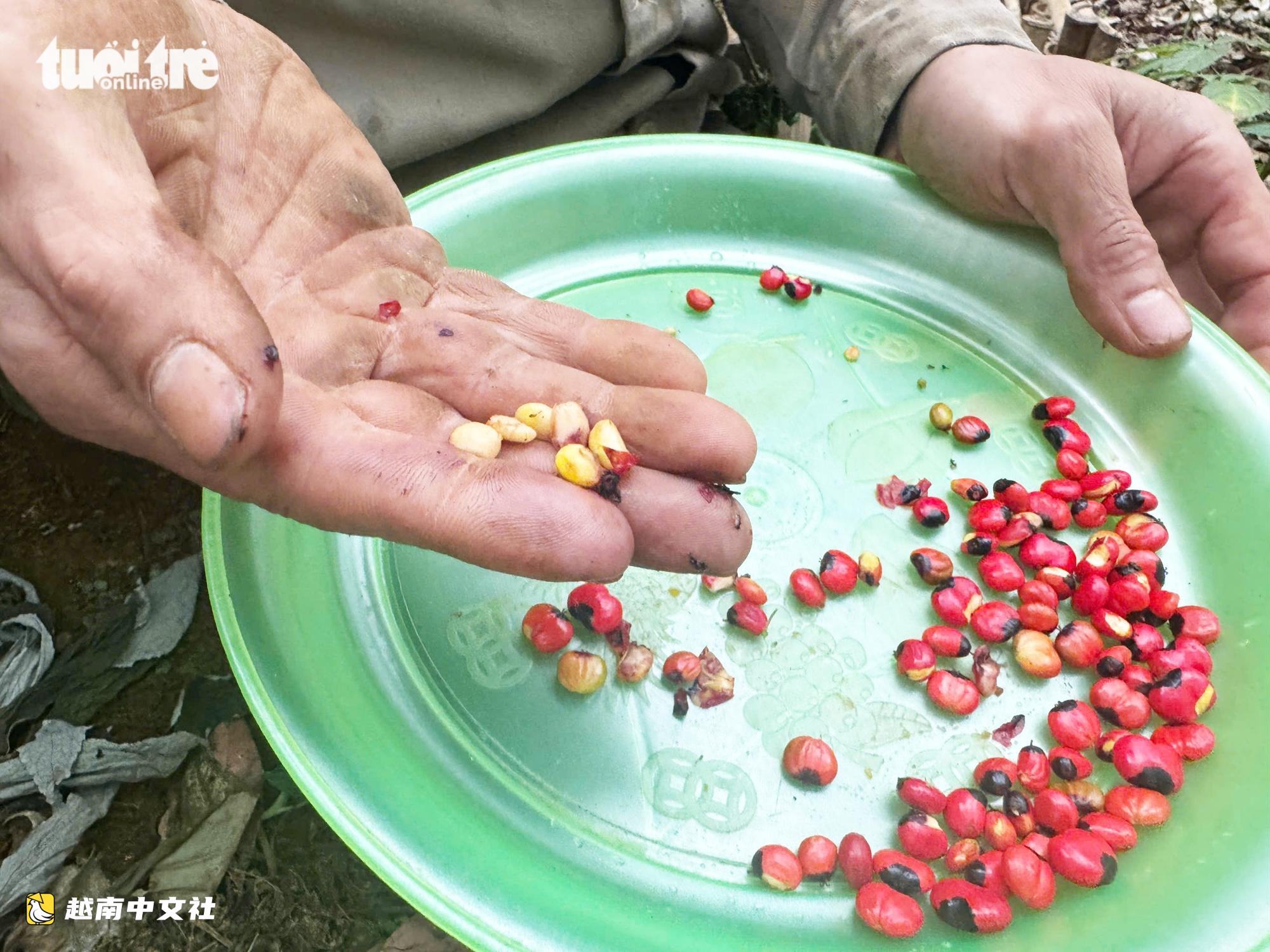 越南國寶玉靈參成熟季節:鮮紅果實掛滿枝頭