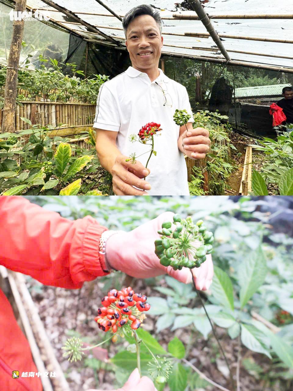 越南國寶玉靈參成熟季節:鮮紅果實掛滿枝頭