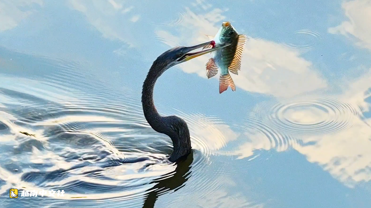越南稀有動物：水巨蜥和蛇鵜在胡志明市芽郊居民區附近悠然覓食