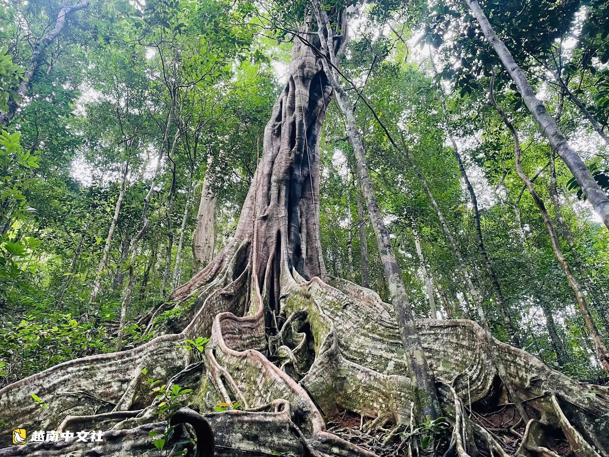 越南嘉萊省將專用林轉化為生態旅遊景點