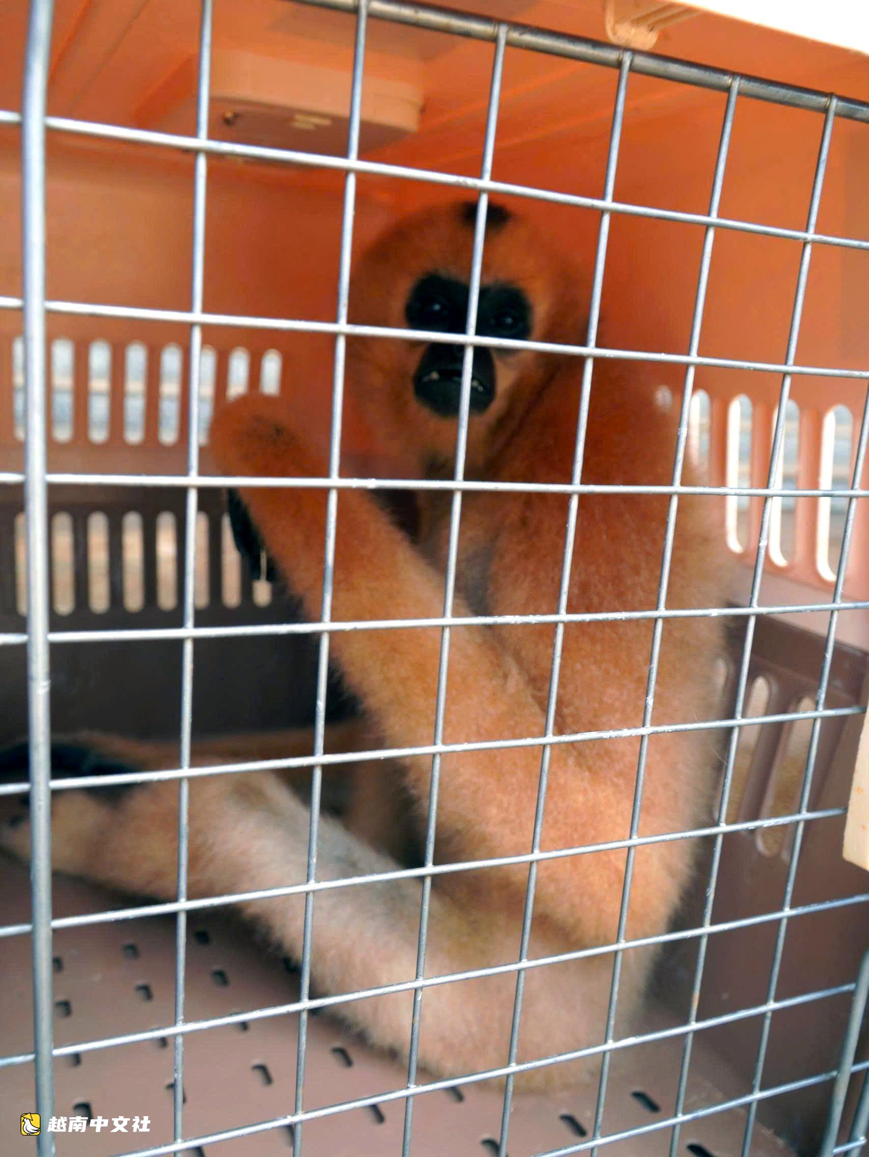 越南同奈省居民果園發現珍稀黃頰長臂猿