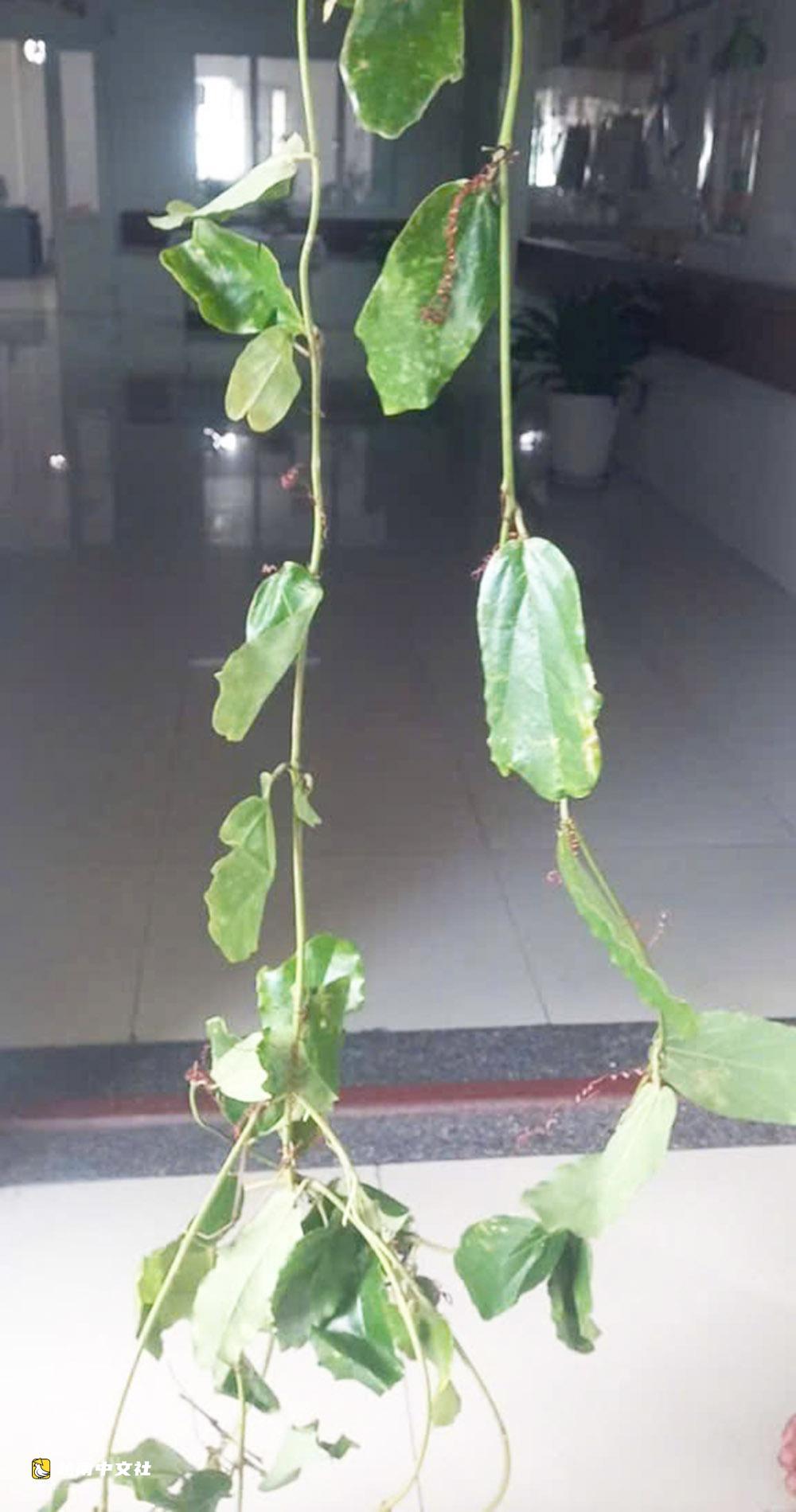 兩名越南兒童因食用大量未成熟百香果入院治療