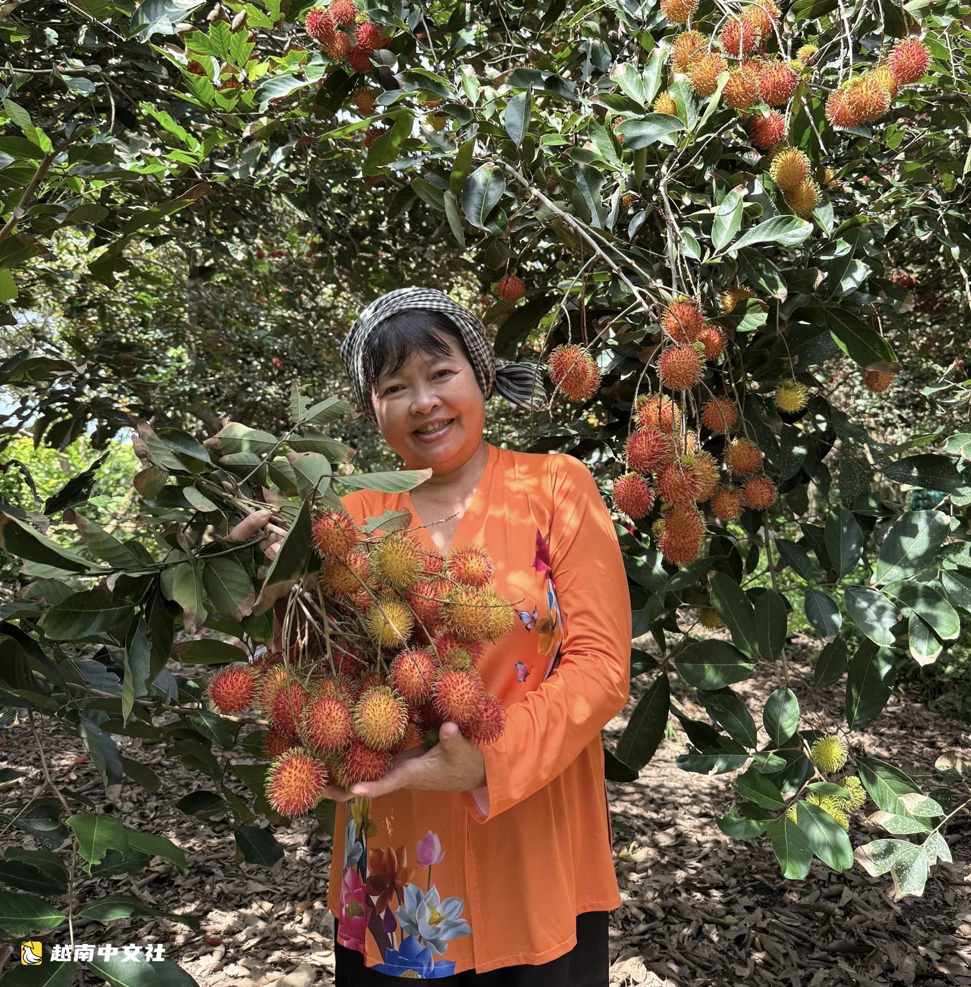 越南西部特產榴蓮、紅毛丹、山竹集體降價,果農感嘆“白乾一整年”