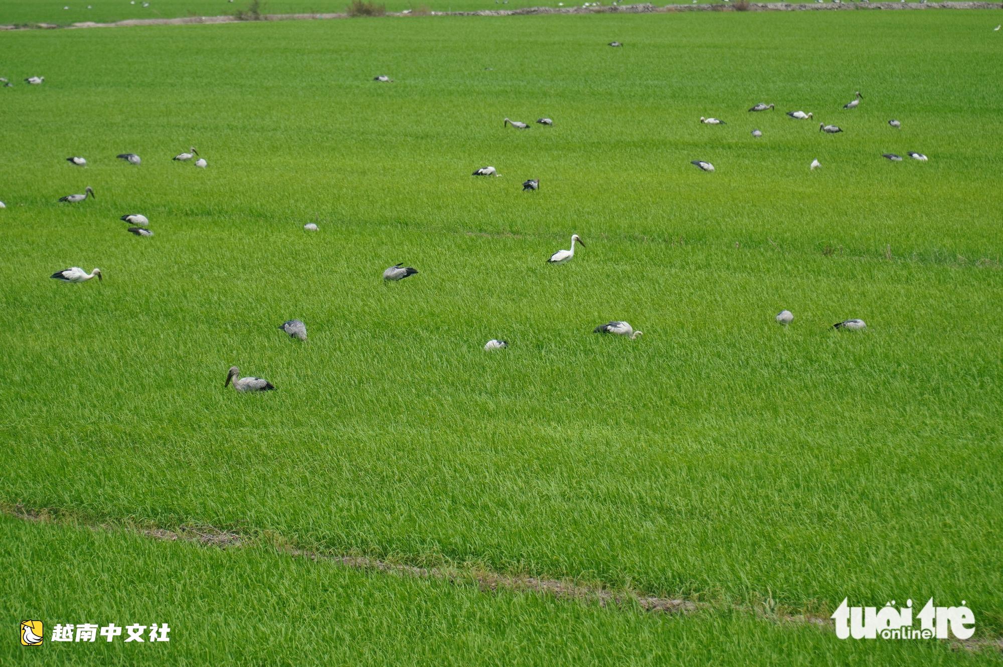 越南同塔梅地区稻田布满鹳鸟,农民喜笑颜开,不再需要喷药杀螺
