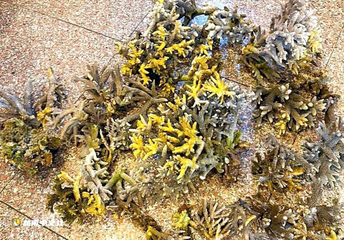兩名在越南Hon Chong海域折斷珊瑚的遊客被罰每人2500萬越南盾