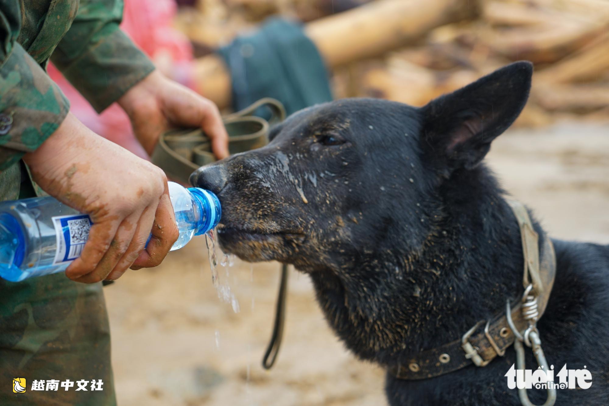 越南萊州:受傷警犬仍在泥濘中搜尋失蹤者