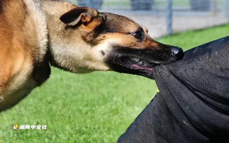 越南胡志明市新增5例狂犬病死亡病例，均未在受傷後立即接種疫苗