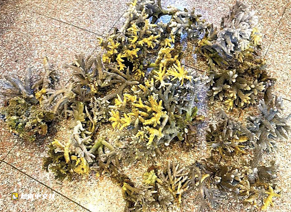 兩名遊客在越南芽莊海灘折斷10多公斤珊瑚