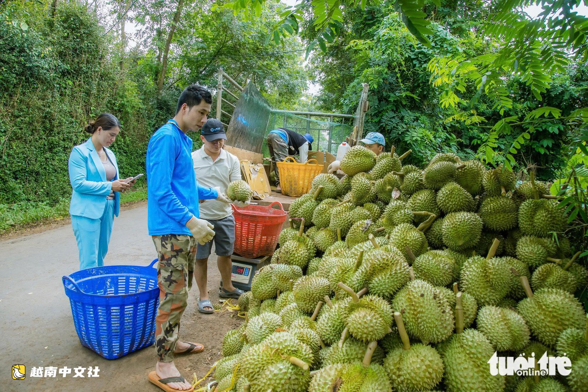 越南榴蓮出口遇瓶頸:要守住市場必須管到每戶種植戶