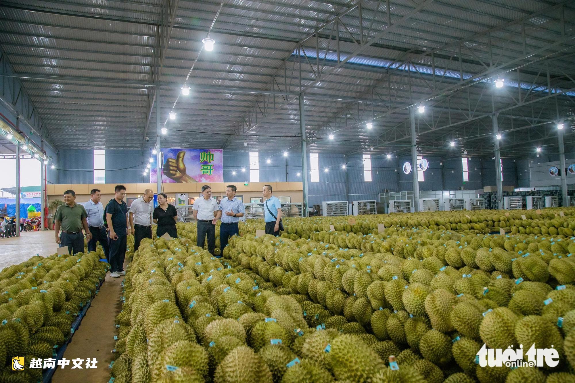 越南榴蓮出口遇瓶頸:要守住市場必須管到每戶種植戶
