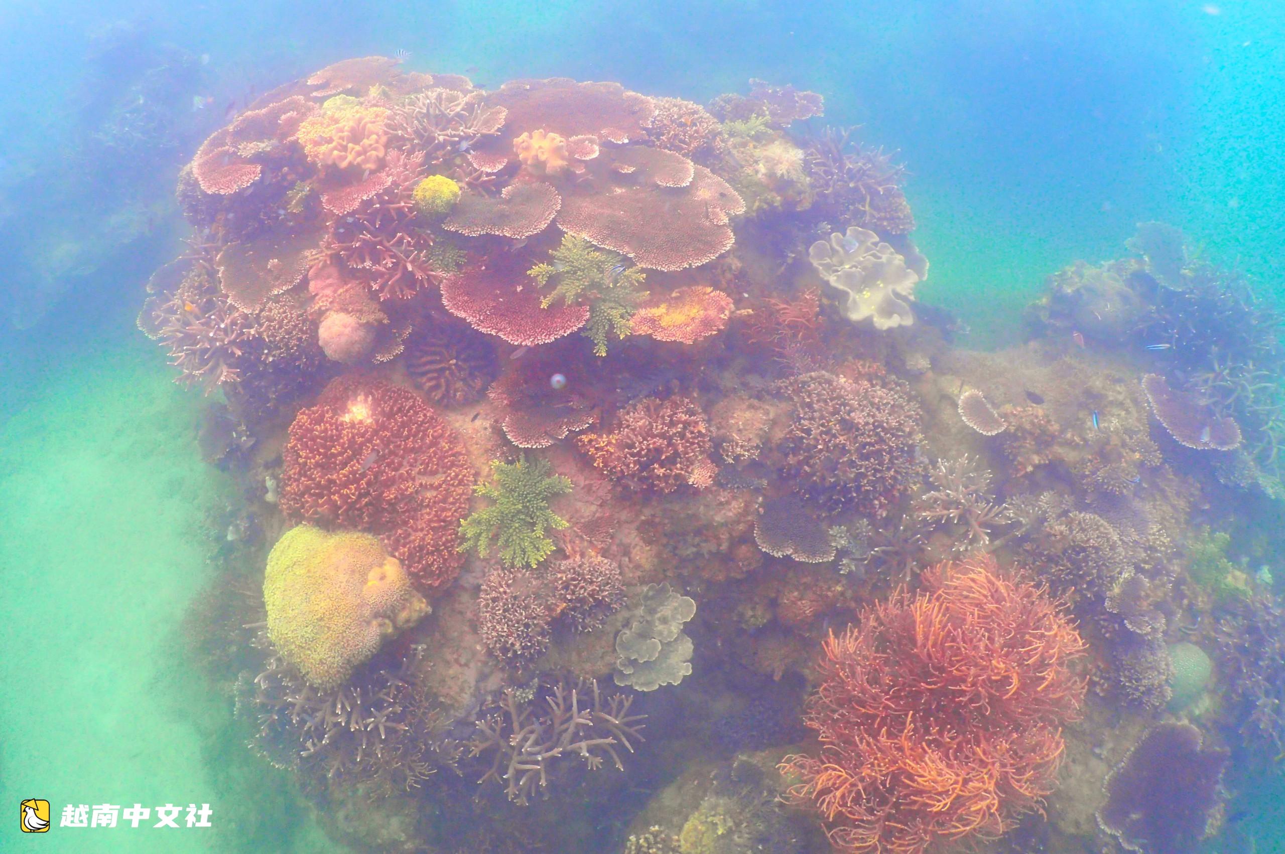 越南芽莊灣海底的珊瑚園丁:潛水種珊瑚