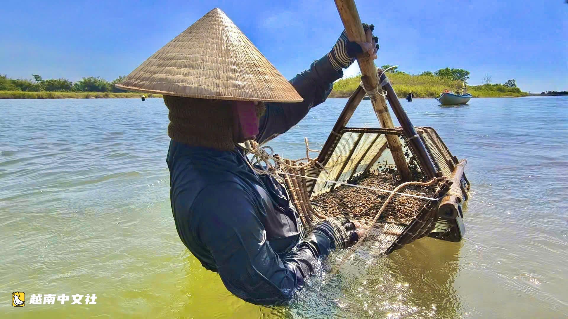 在越南茶曲河畔順水捕撈全國著名的“敦”特產