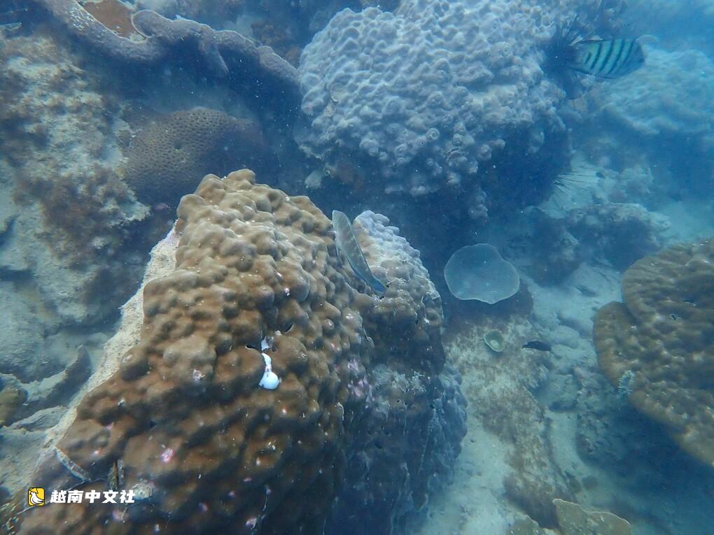 越南金甌海洋保護區記錄到兩種珍稀珊瑚