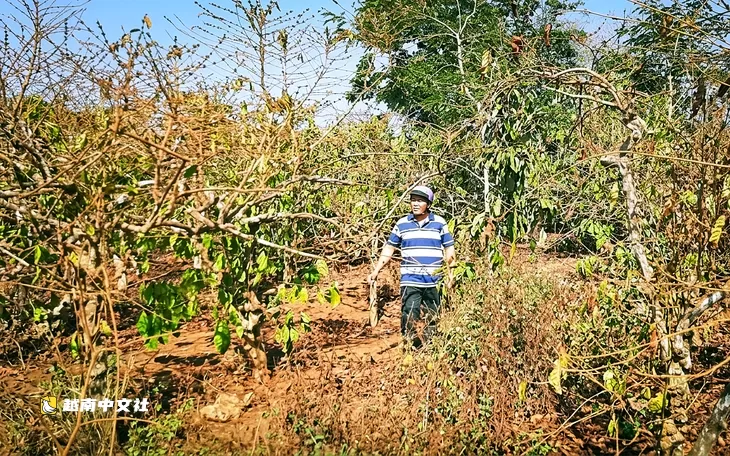 越南嘉萊咖啡公司股份制改革案:295戶家庭簽署承包合同,長達7年的投訴告終