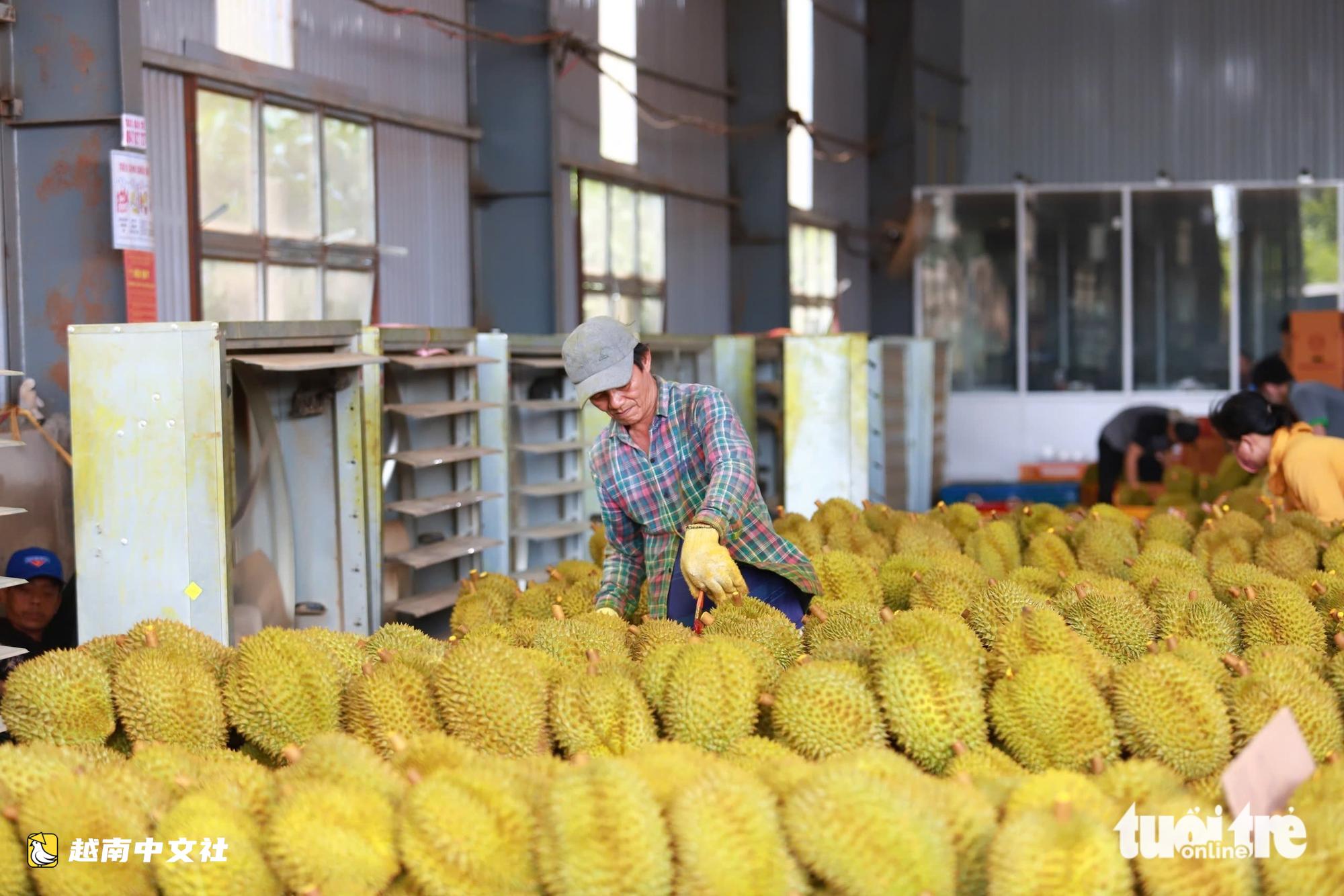 越南林同省收回與德樂省槍擊案有關企業的榴蓮種植區代碼