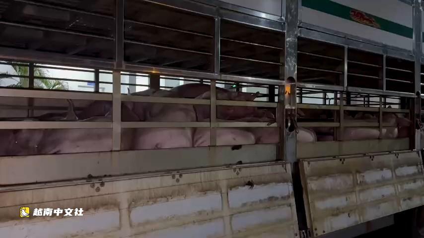 越南胡志明市查獲201頭生豬沙丁胺醇陽性