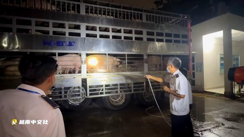 越南胡志明市查獲201頭生豬沙丁胺醇陽性