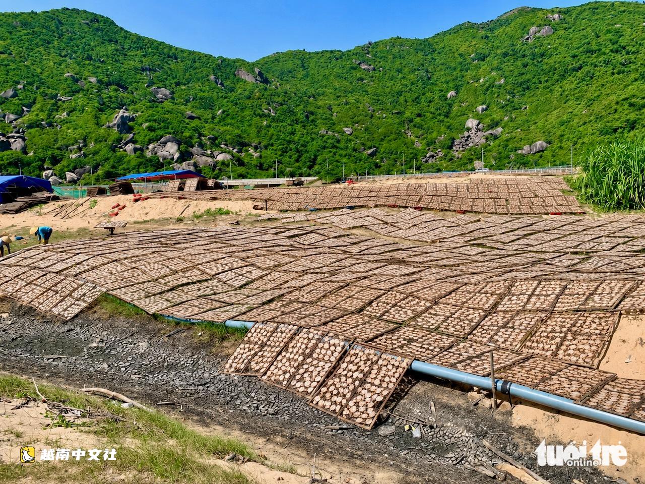 越南富安最美沿海公路因魷魚加工散發惡臭