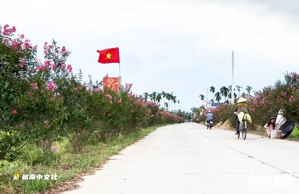 峴港綠色稻田旁薔薇花路綻放粉色浪漫