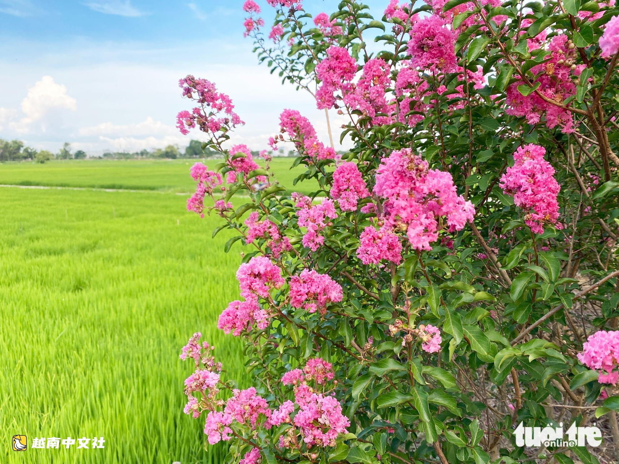峴港綠色稻田旁薔薇花路綻放粉色浪漫