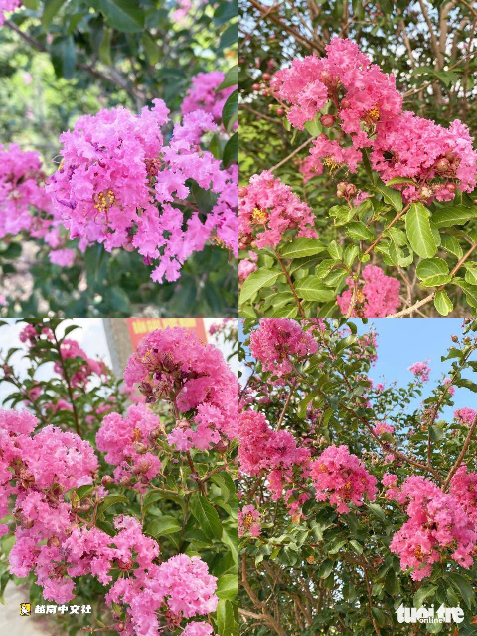 峴港綠色稻田旁薔薇花路綻放粉色浪漫