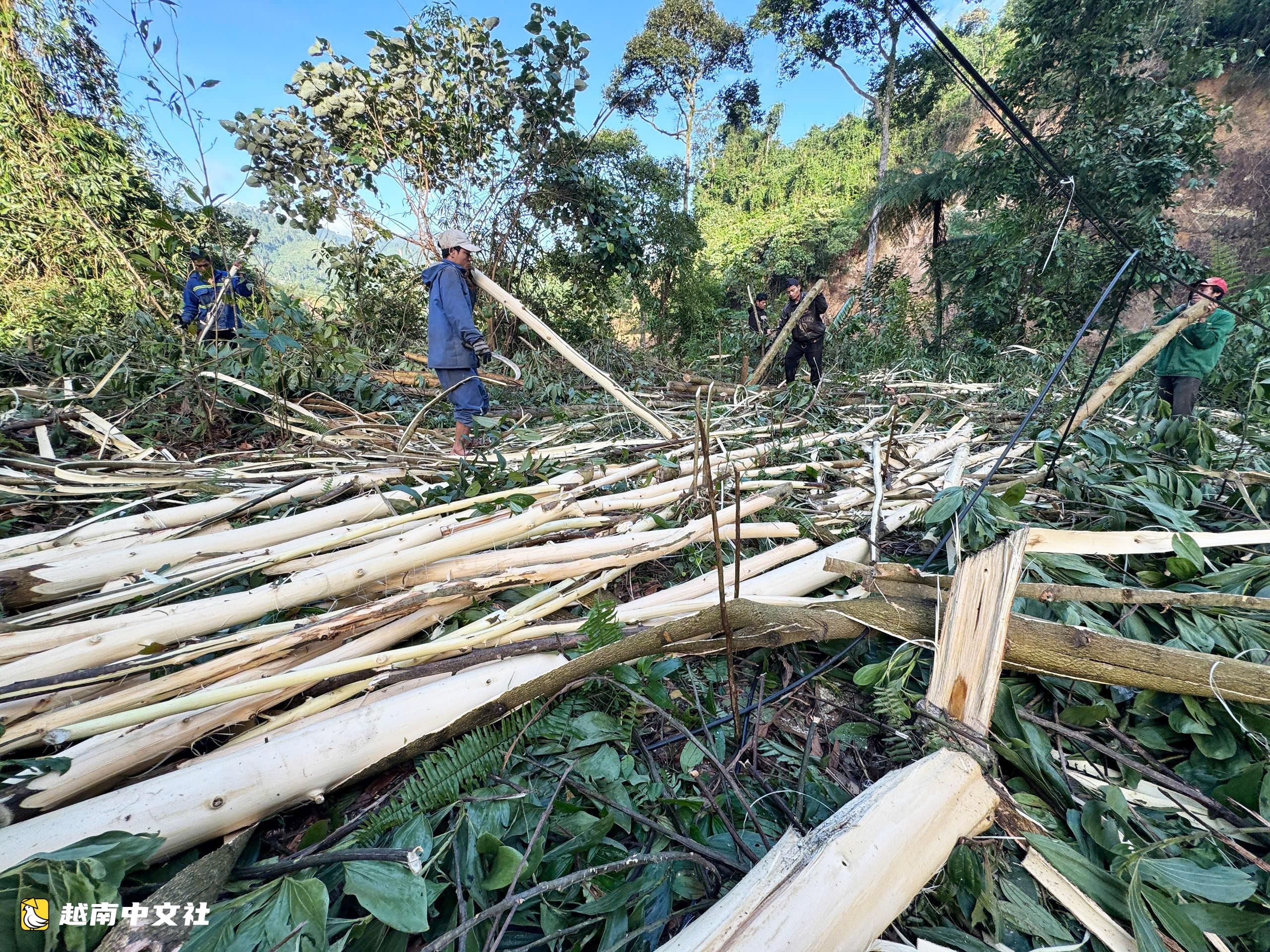 峴港支持種植大徑木材林:期望將金合歡樹逐步轉為山區其他樹種