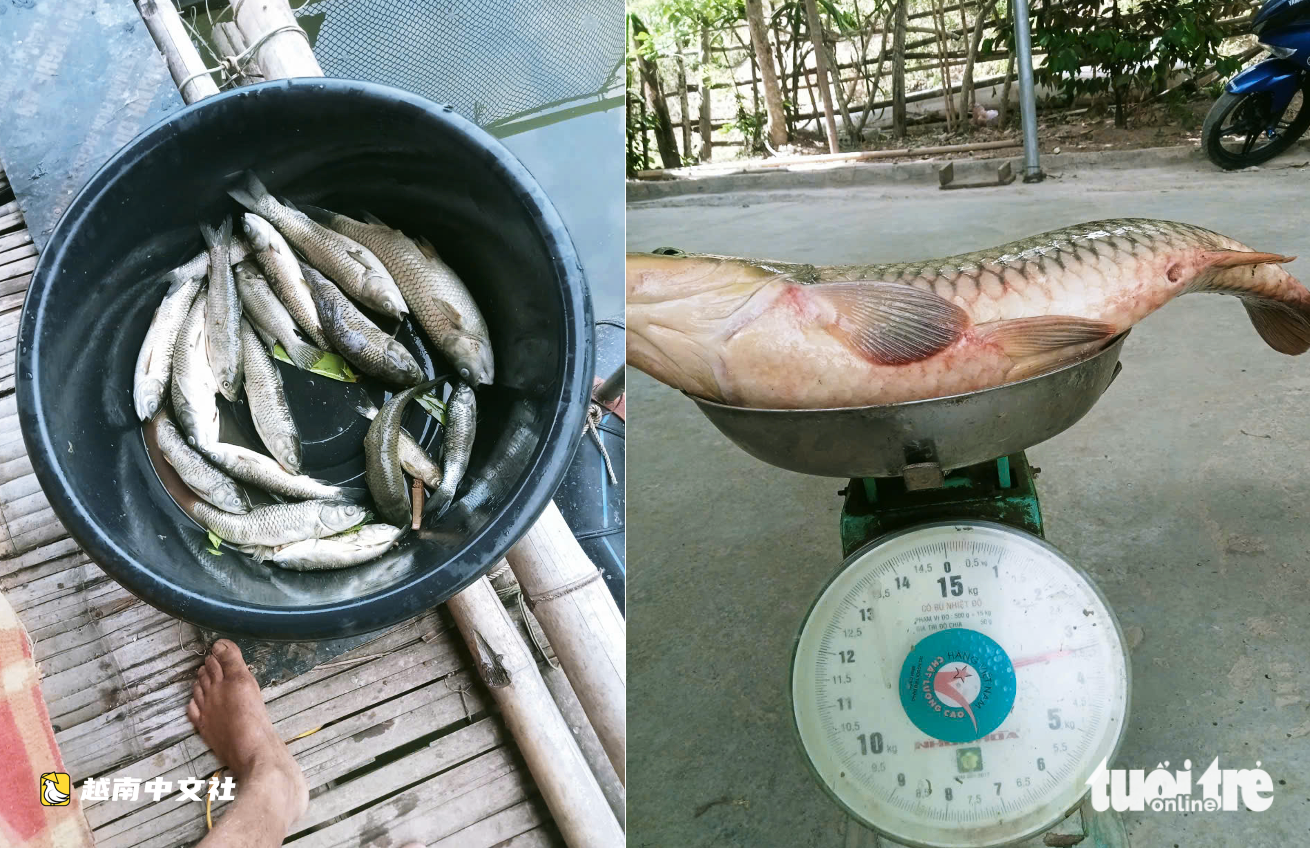 越南乂安省逾2.6噸網箱養殖魚異常死亡,採樣查找原因