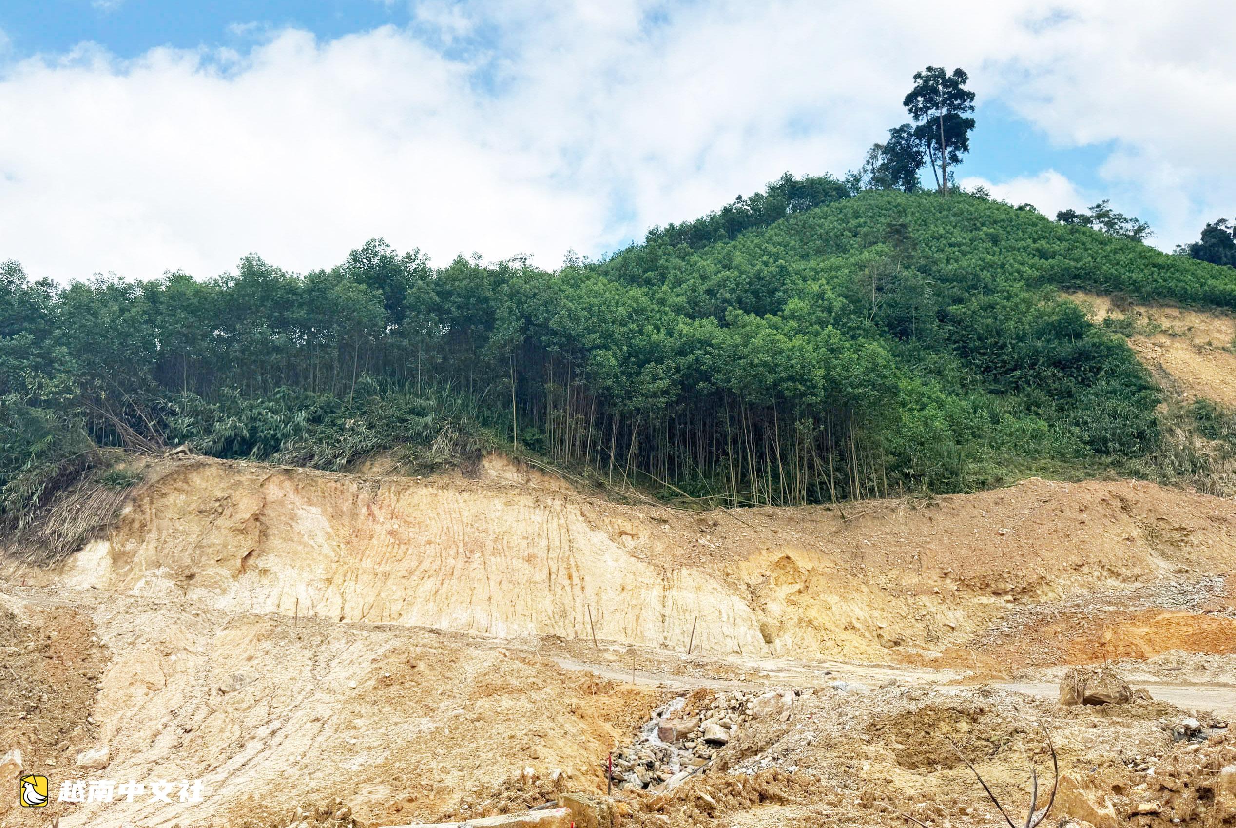 峴港支持種植大徑木材林:期望將金合歡樹逐步轉為山區其他樹種
