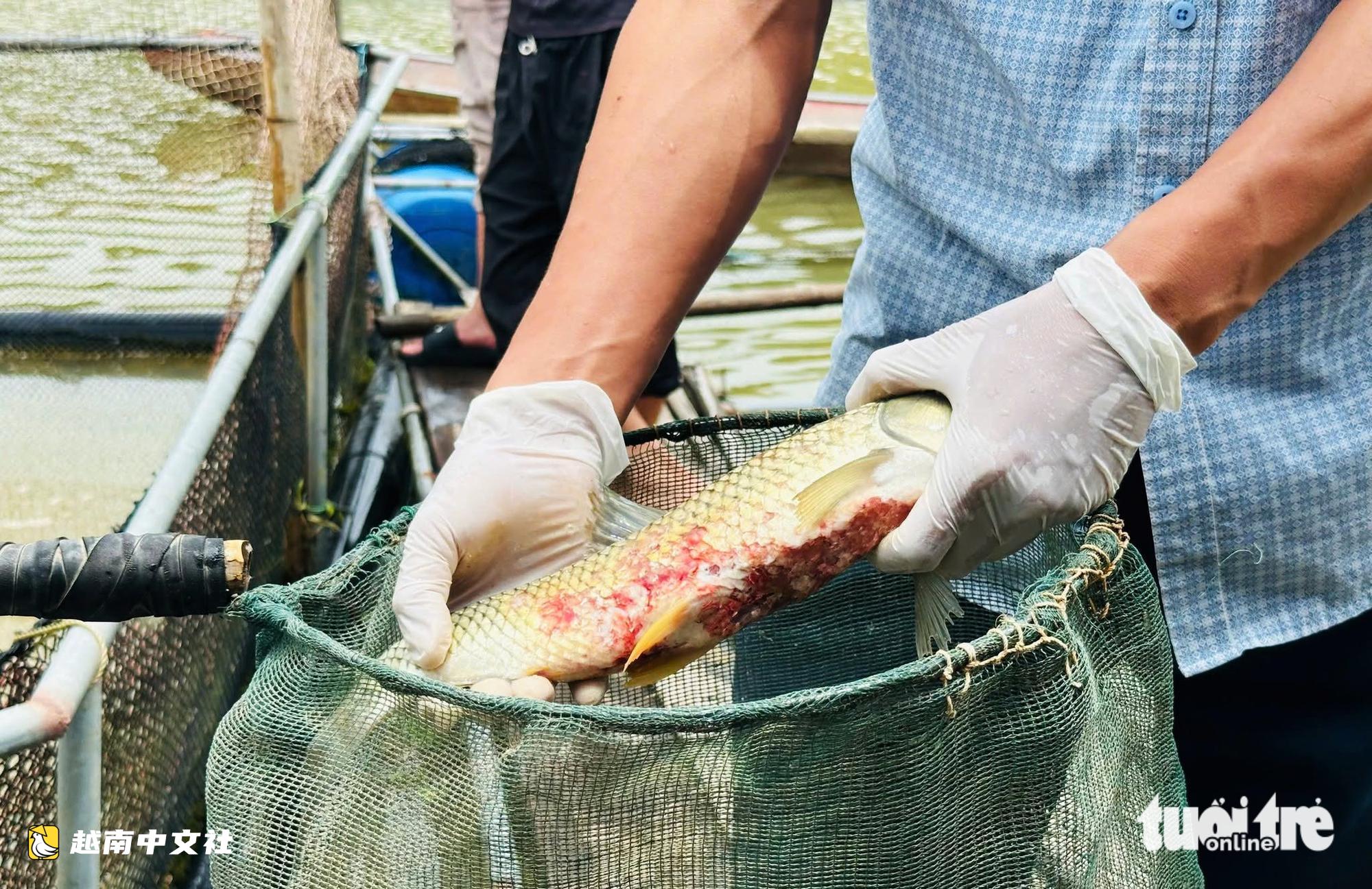 越南乂安省逾2.6噸網箱養殖魚異常死亡,採樣查找原因