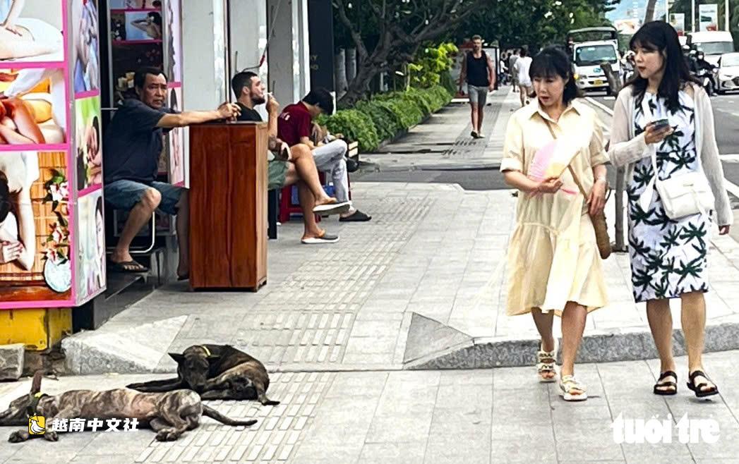 越南對遛狗不戴嘴套的主人開罰:“一碰錢包就怕了”