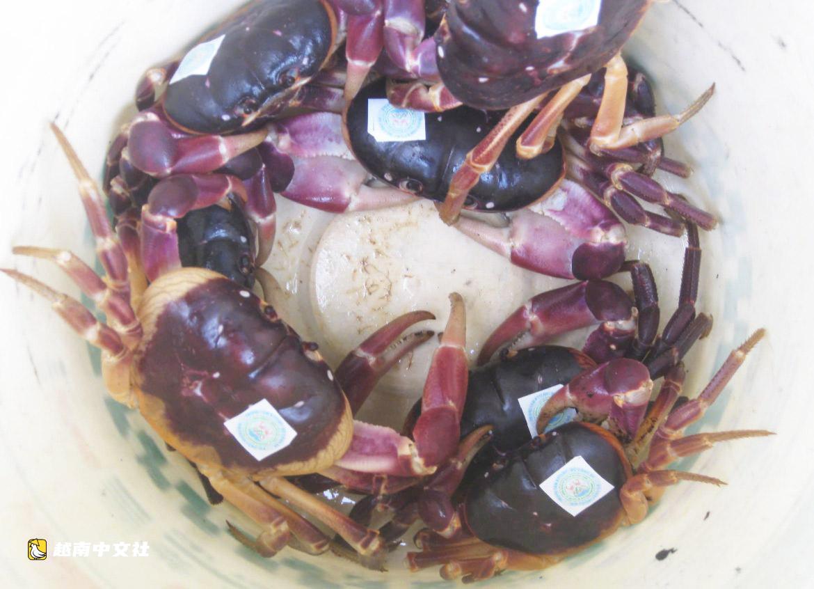 為什麼越南峴港禁止在佔婆島捕撈石蟹近半年?