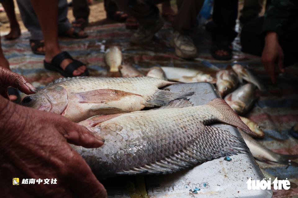 越南義安數百人下池塘歡快捕魚