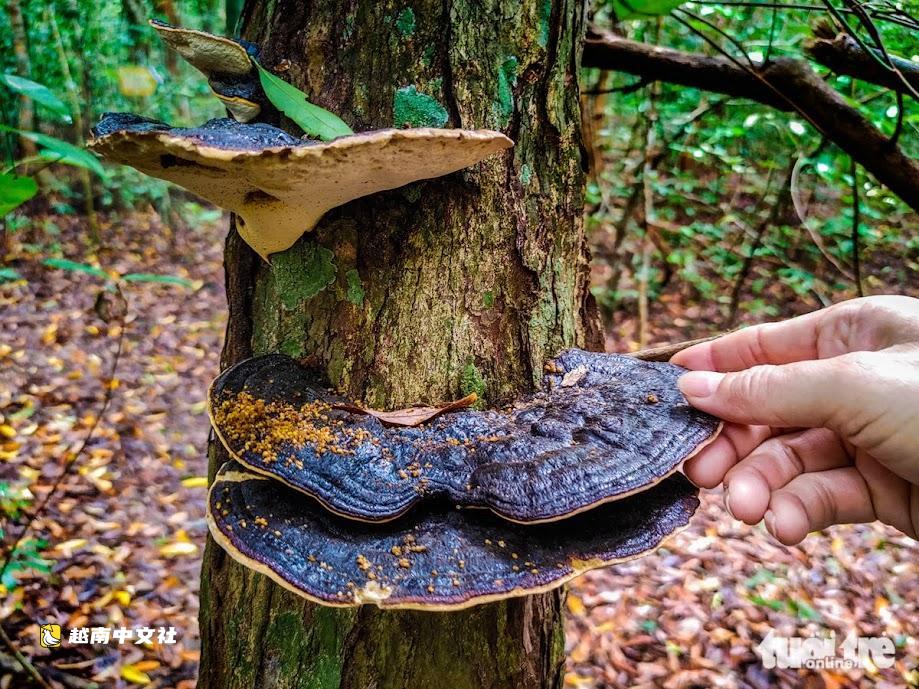 越南福保原始森林:古樹環抱夢幻蔚藍海峽