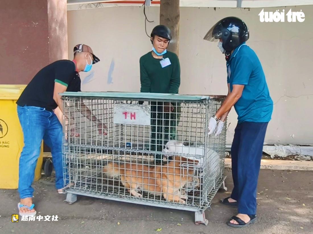 胡志明市東和坊組織抓捕流浪狗